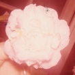 Sweet Pea
